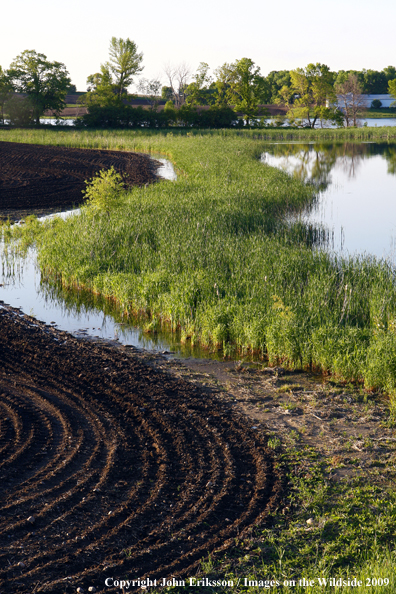 Wetlands near crop fields