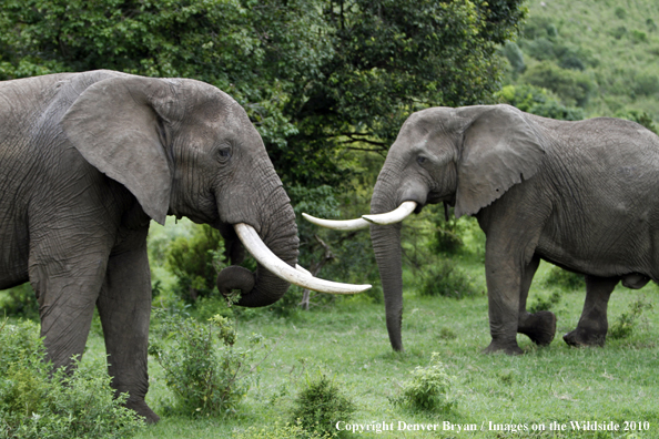 African Bull Elephants 