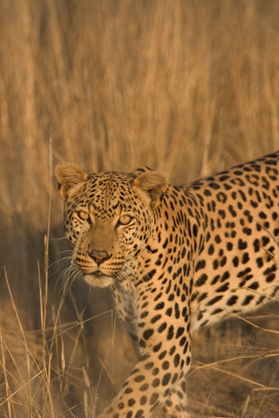 Leopard in habitat. Africa