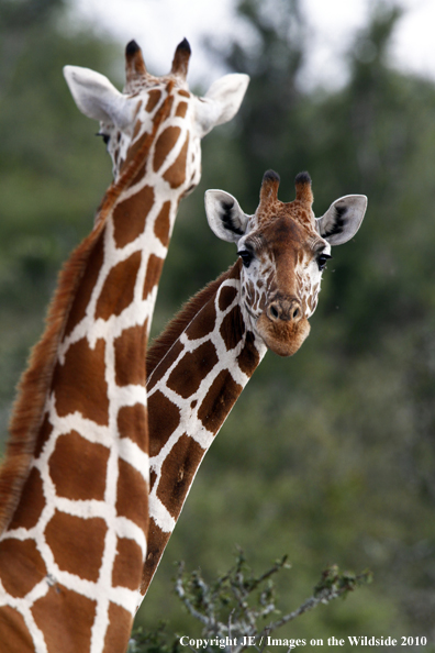 Reticulated Giraffe 