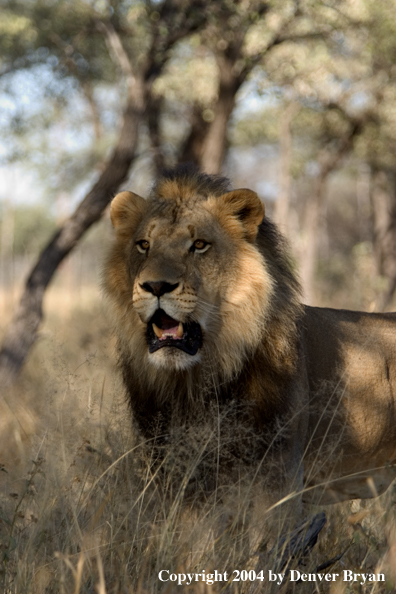 Male African lion in habitat. Africa