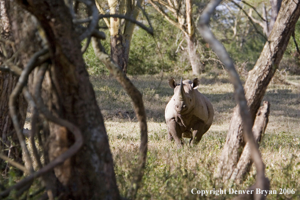 Black rhino in Africa.