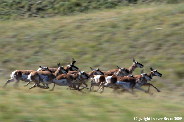 Pronghorned Antelope running in habitat