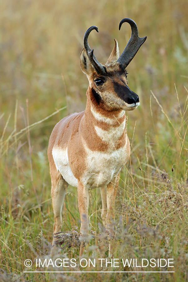 Pronghorn Antelope buck in habitat.