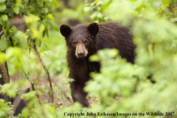 Black bear (brown-phase)