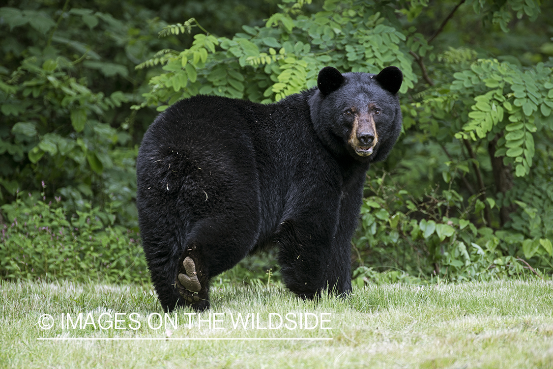 Black Bear in habitat. 