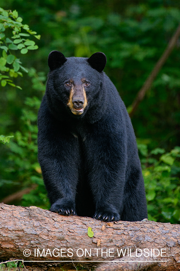 Black Bear in habitat.