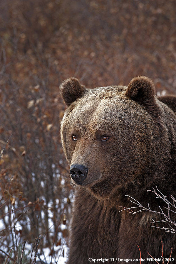 Grizzly Bear in habitat.