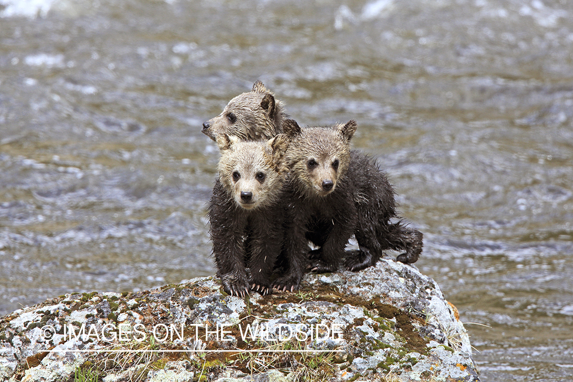 Grizzly Bear cubs in habitat.