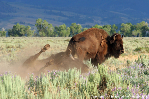 Bison rolling in dirt. 