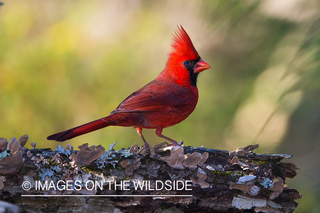 Northern cardinal in habitat.