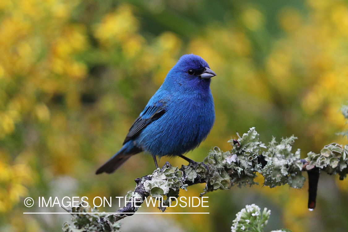 Indigo bunting in habitat.