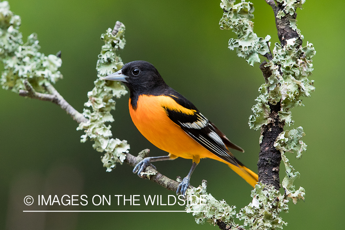 Baltimore Oriole on branch.