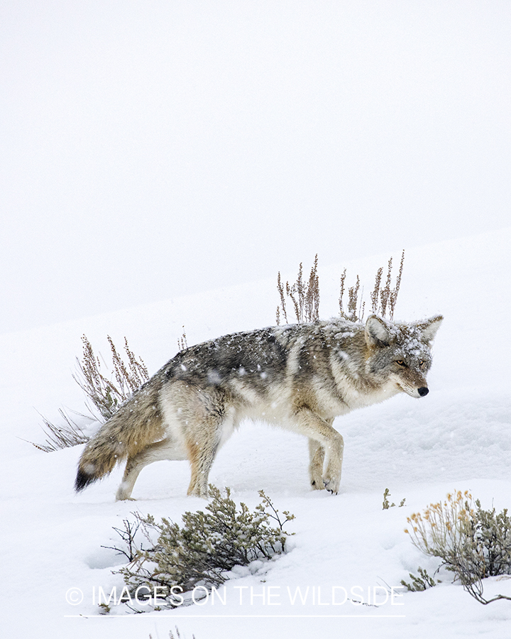 Coyote in snowy habitat.