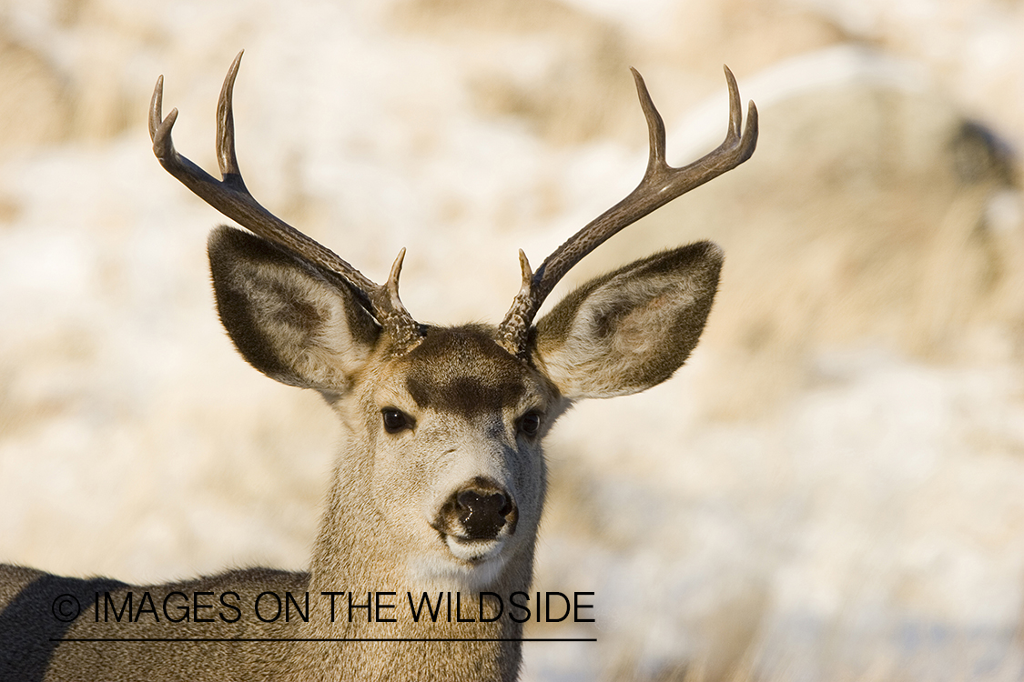 Mule deer in habitat.