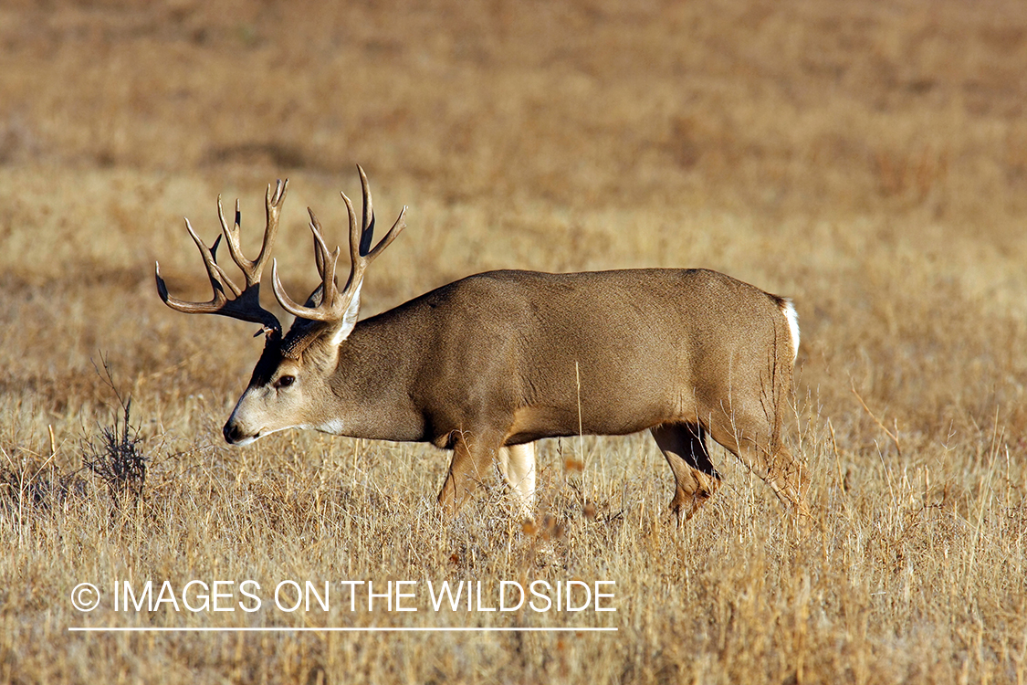 Mule deer buck in habitat. 