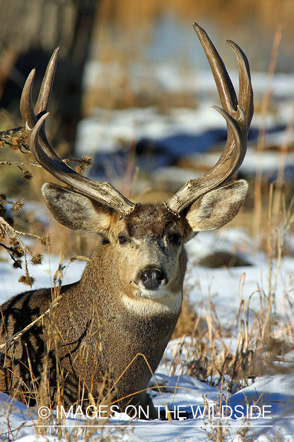 Mule deer buck in habitat. 