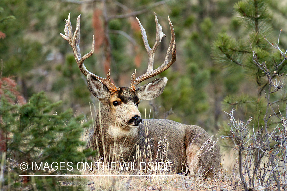 Mule Deer buck in habitat.