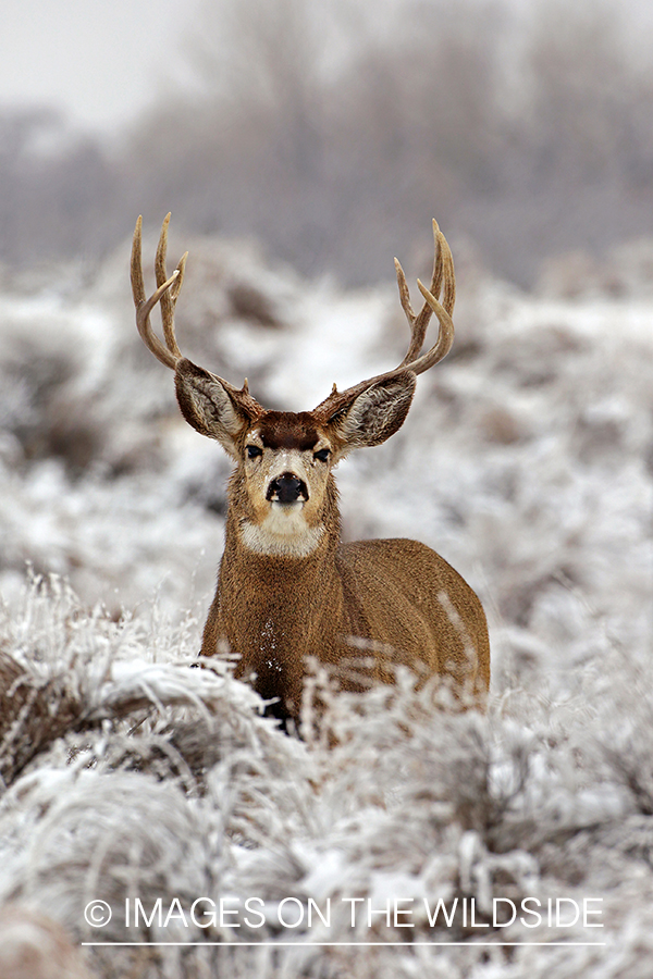 Mule deer buck in snow.