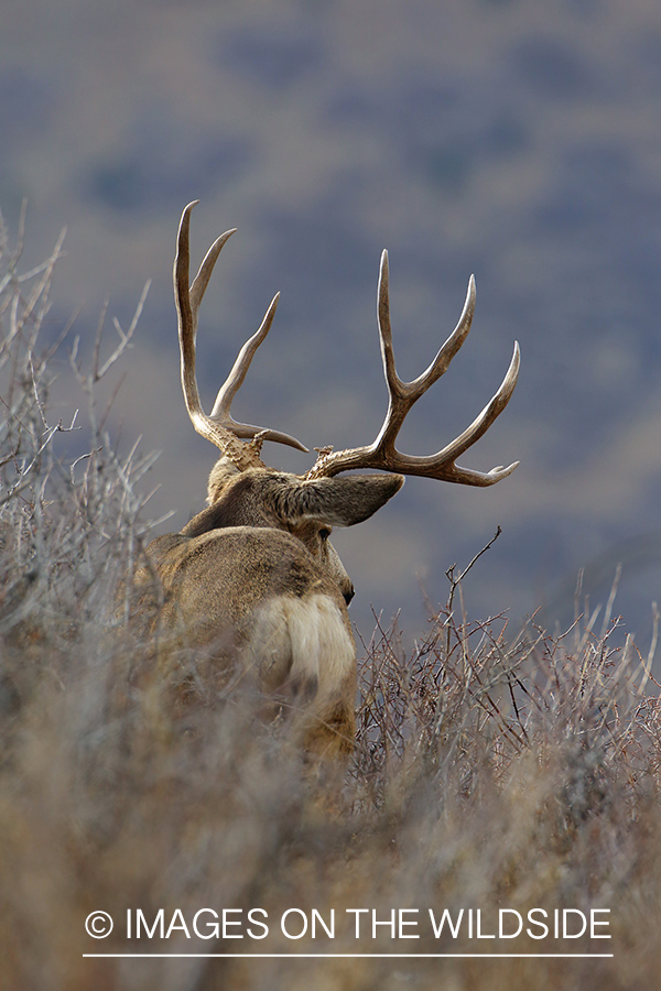 Mule deer buck in habitat. 