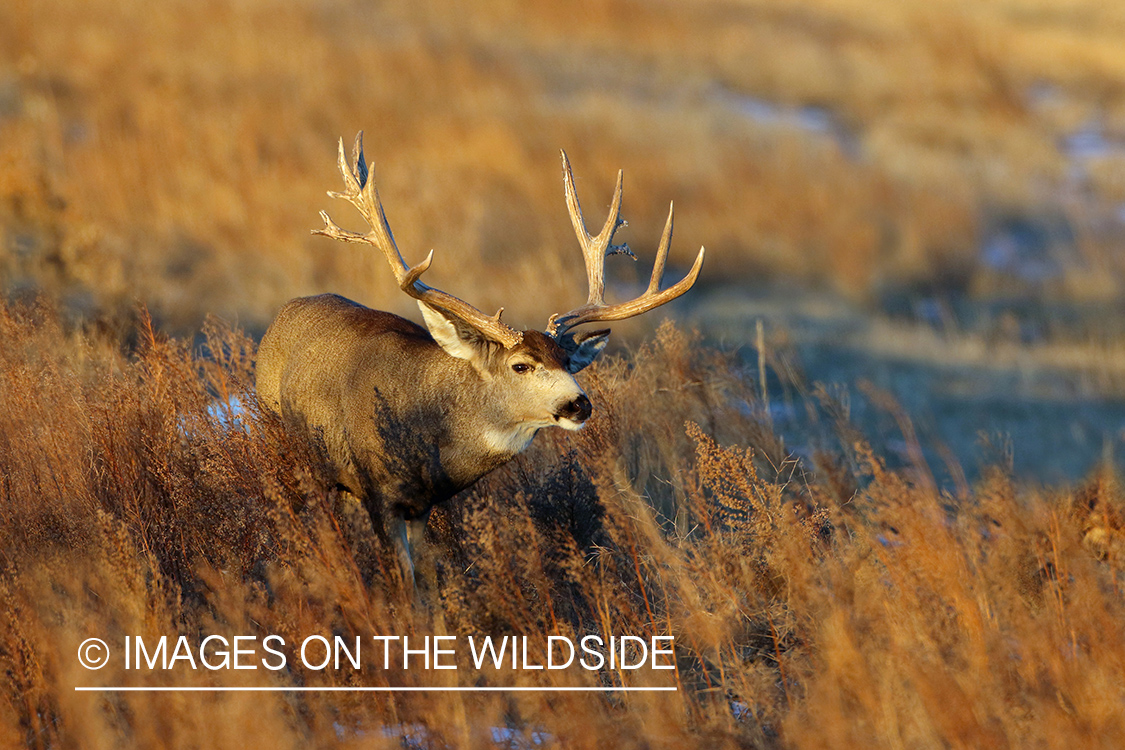 Mule deer buck in field.