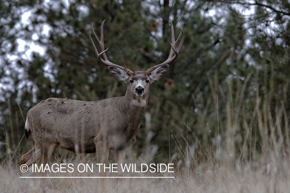 Mule deer buck in field.