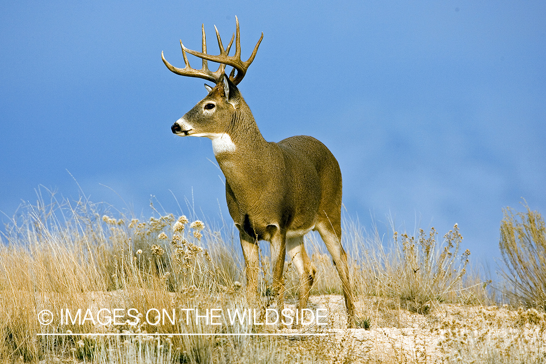 White-tailed buck.