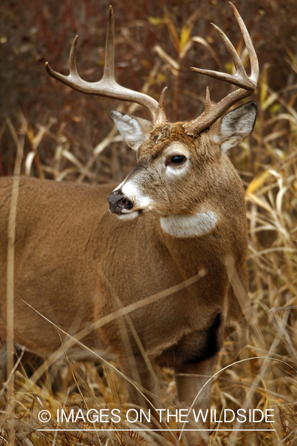 Whitetail Buck