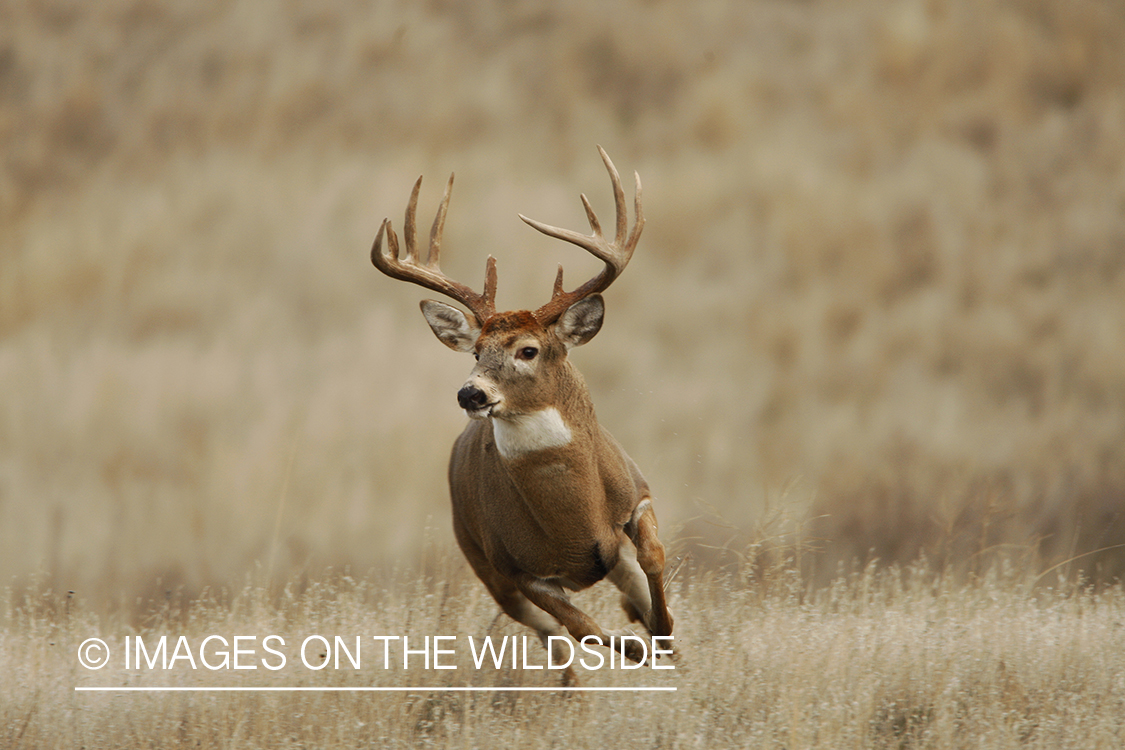 Whitetail Buck