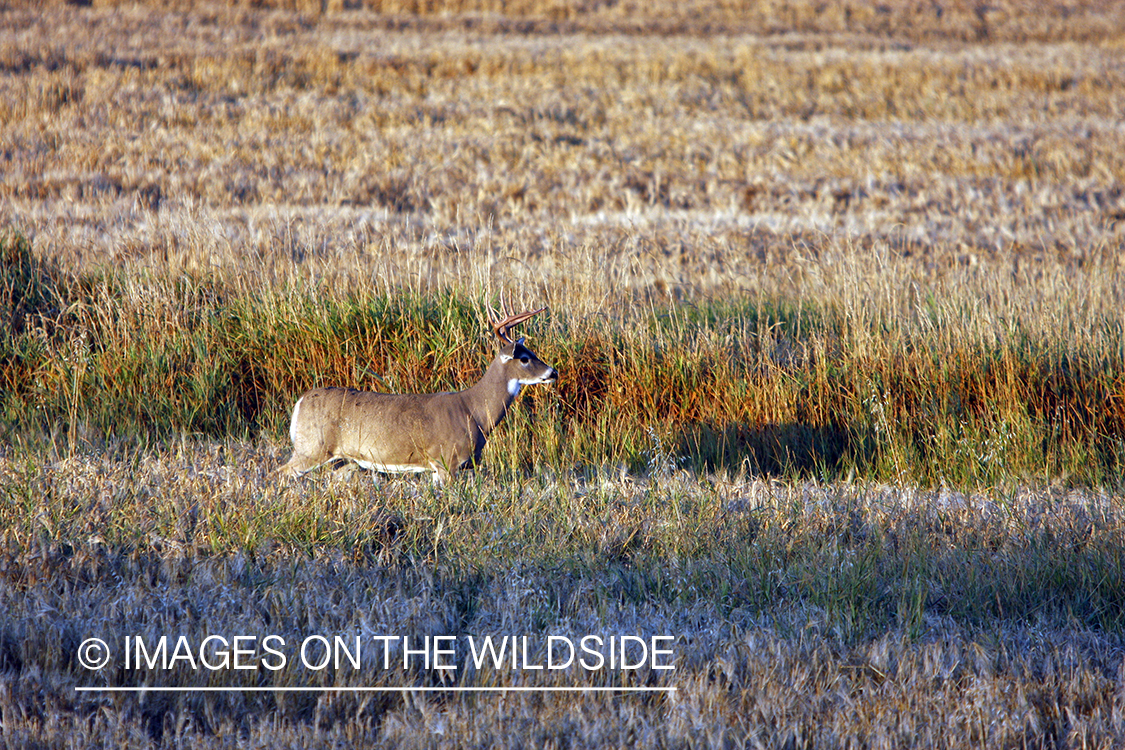 Whitetail buck in field