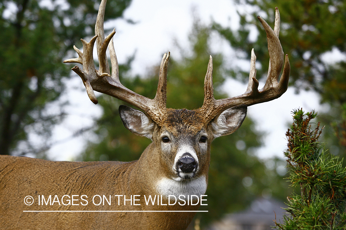 Whitetail buck in habitat