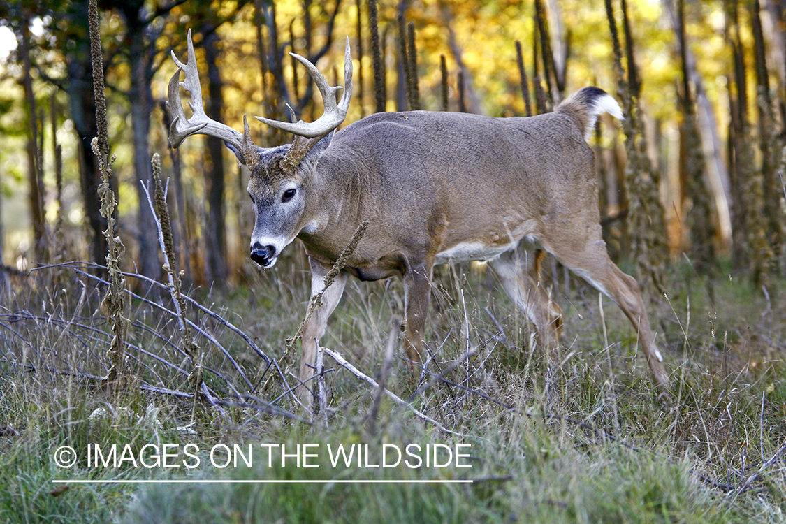 Whitetail buck in habitat