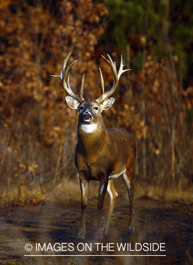 Whitetail buck in habitat.