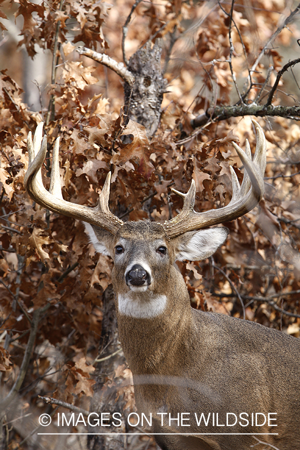 Whitetail buck in habitat.