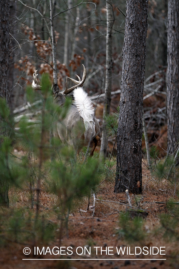 Whitetail buck running.