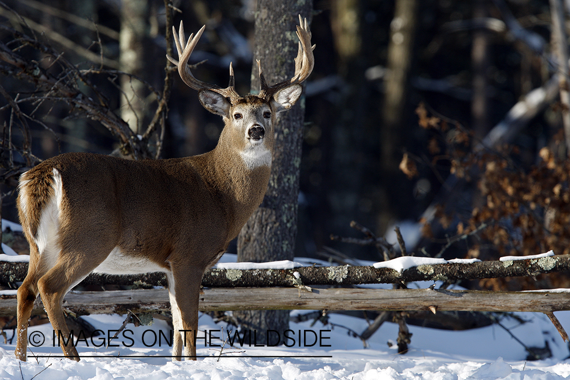 White-tailed buck in habitat.