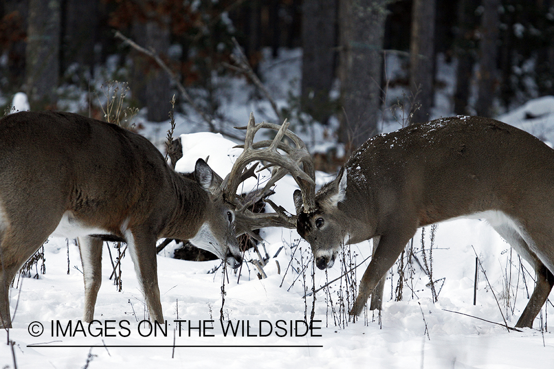 White-tailed buck in habitat.