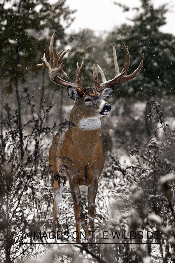 Whitetail buck in habitat (Original image # 00271-038.42D)