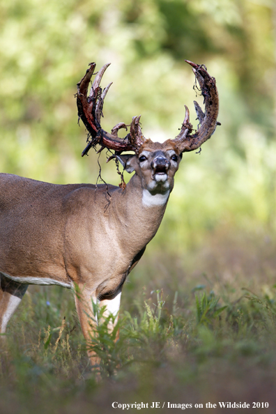 White-tailed buck in habitat in the velvet