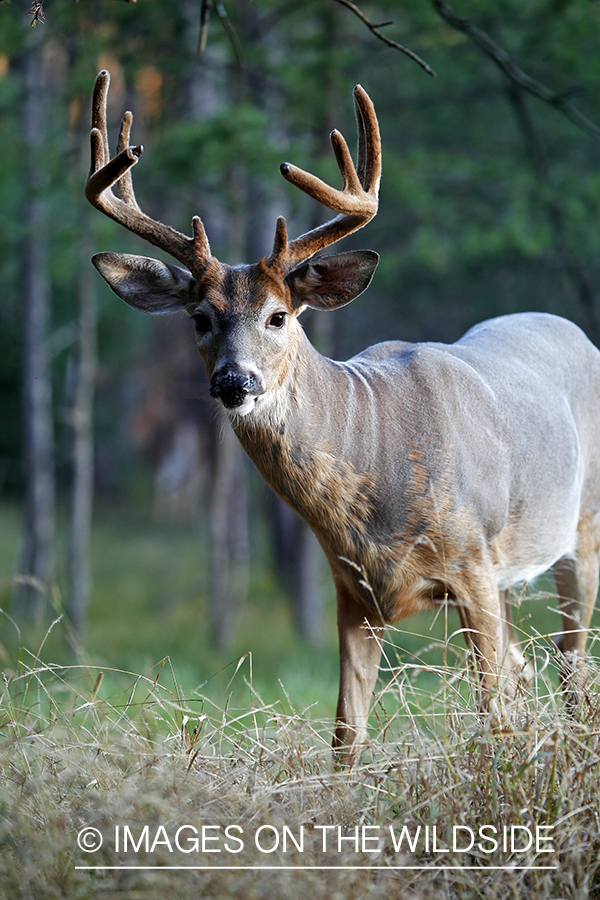 White-tailed buck in velvet 