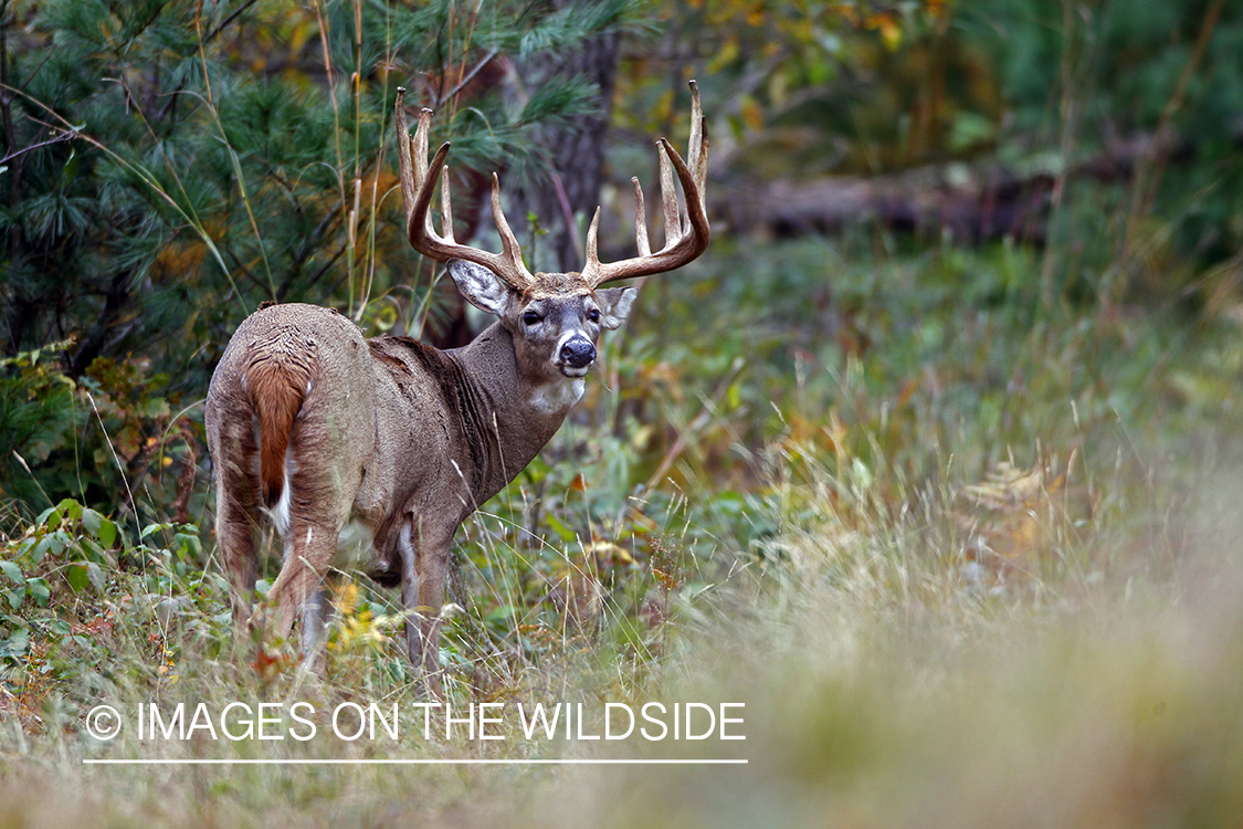 White-tailed buck in habitat. *