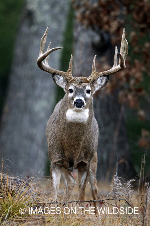 White-tailed buck in habitat. *