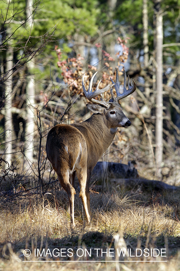 White-tailed buck in habitat. *