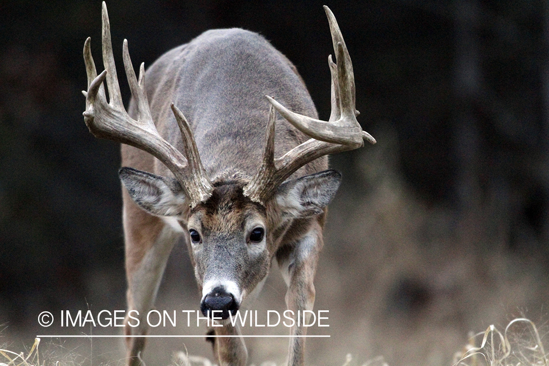 White-tailed buck in habitat. 