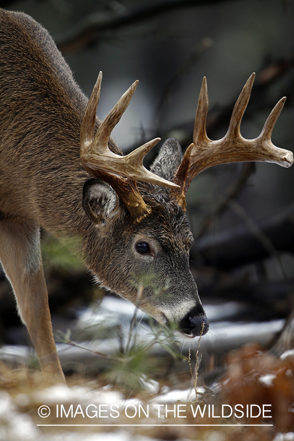 White-tailed buck in habitat. *