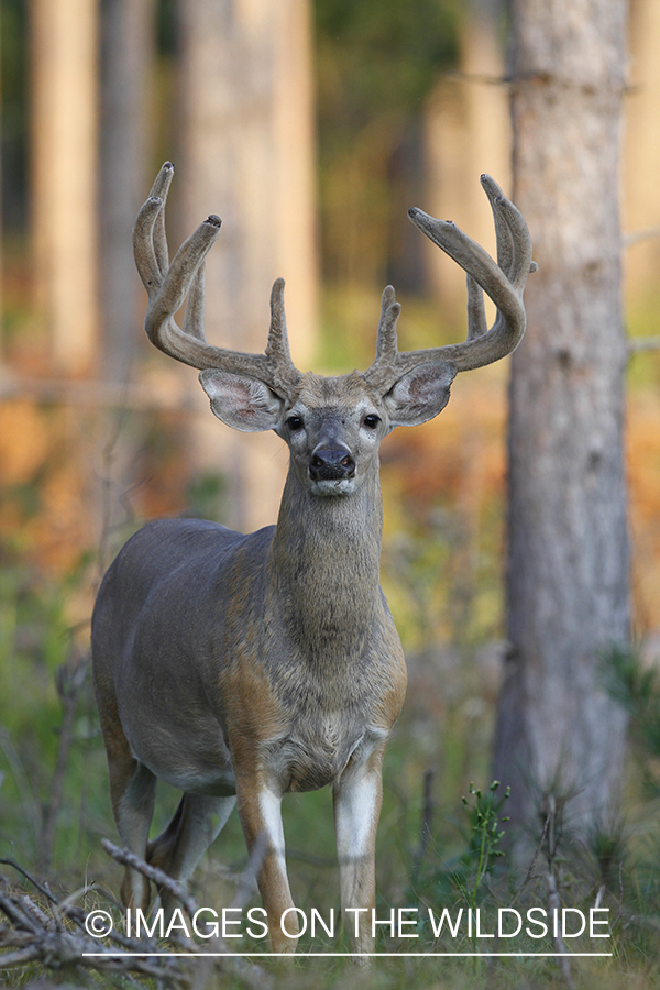 White-tailed buck in velvet.  