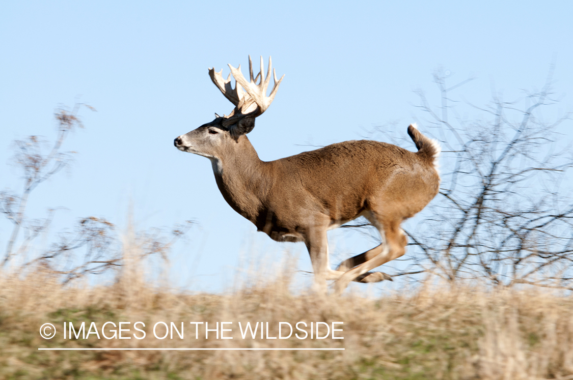 White-tailed buck running through field. 