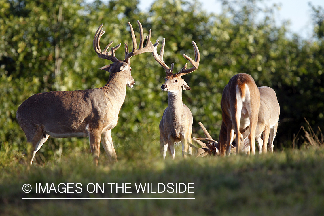 White-tailed buckS in velvet.  