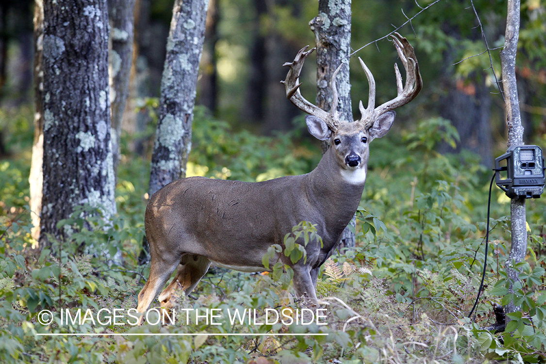 White-tailed buck walking past trail cam. 