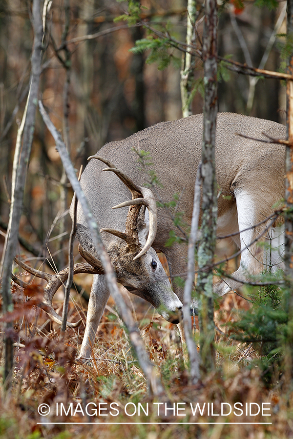 White-tailed buck rubbing branch. 